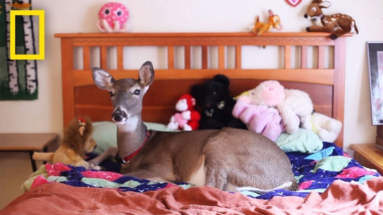 ❤️ 5 awesome and unusual pets 😻