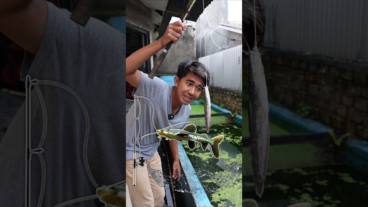 MANCING LELE AMAZON ABIS UJAN PAKE LELE UTUH