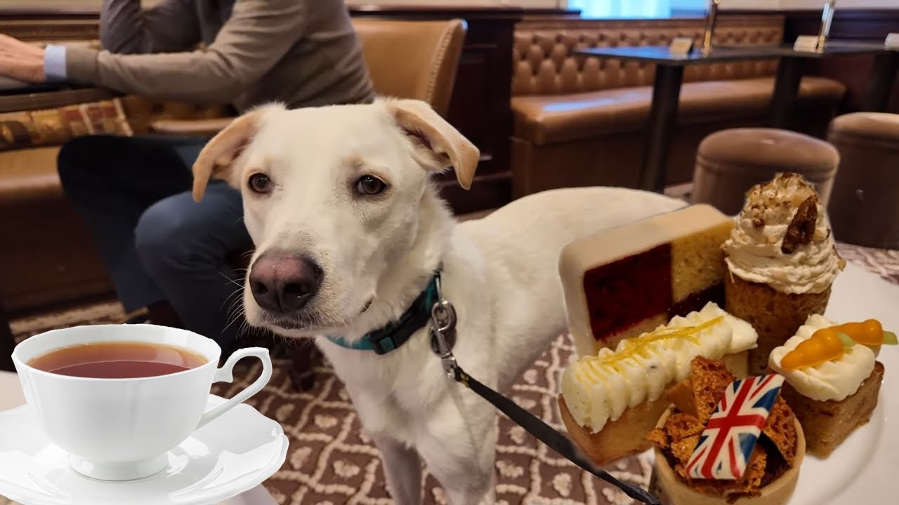 PUPPY GOES FOR AFTERNOON TEA IN LONDON