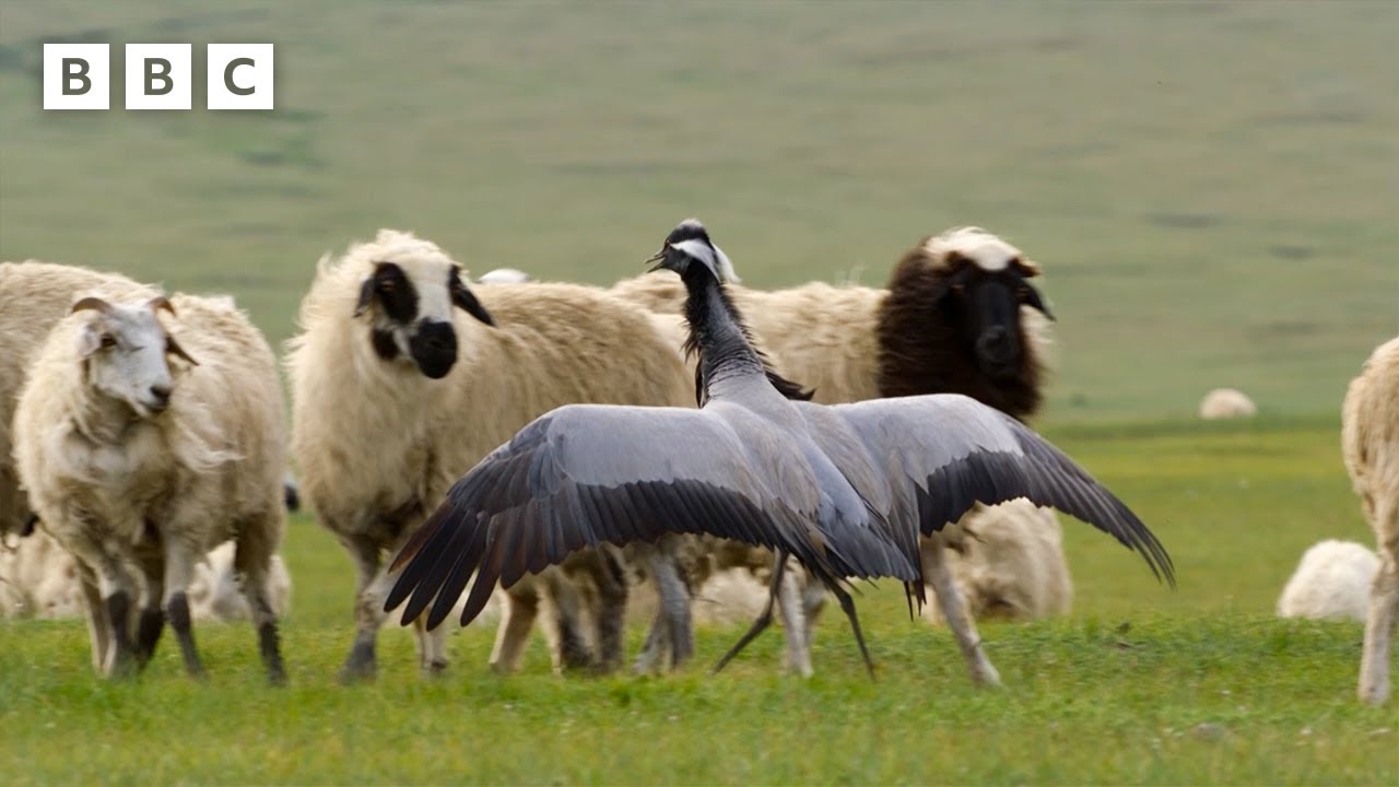 Demoiselle cranes fight off a herd of sheep| Parenthood -  BBC