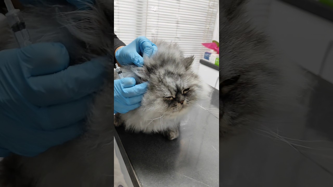 How to clean your cat's ears?