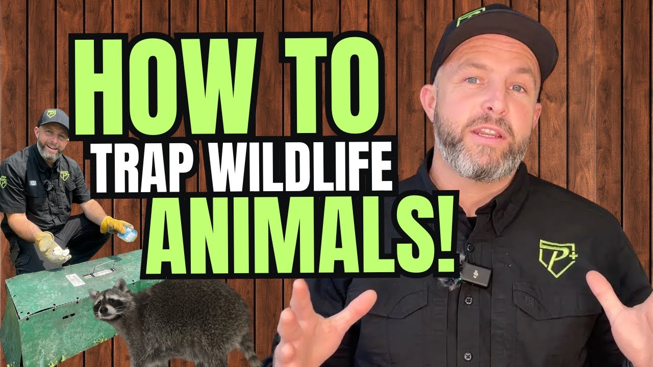 How To Trap a Raccoon In a Live Trap