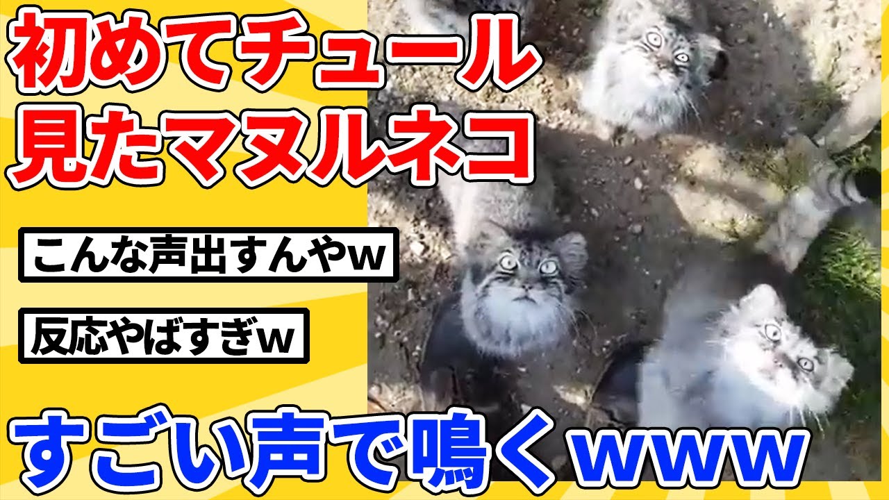 【2ch動物スレ】初めてチュールの匂い嗅いだマヌルネコ→聴いたことない声で鳴くｗｗｗｗｗ