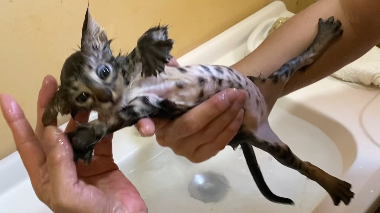 Первая ванна спасенного котенка, полного блох, но слишком милого.