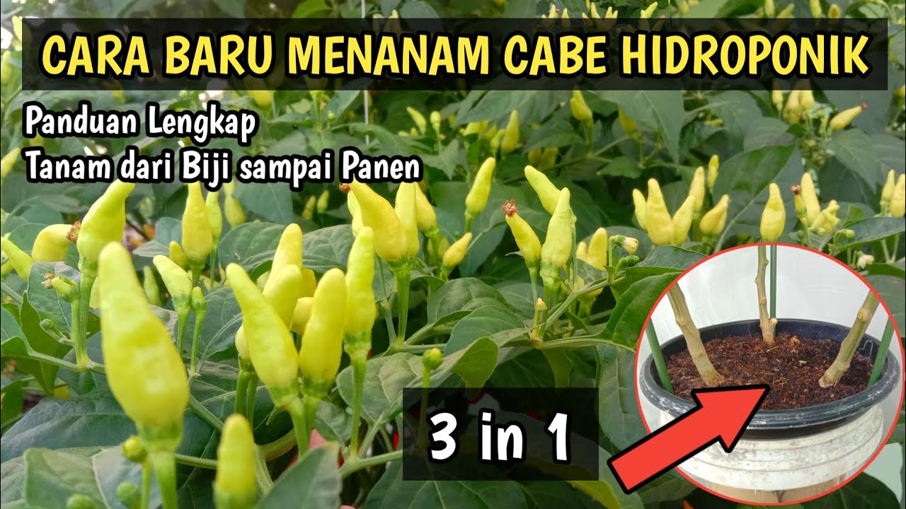 Cara Menanam Cabe Rawit dari Biji Sampai Panen Secara Hidroponik | Agar Cabai Berbuah Lebat