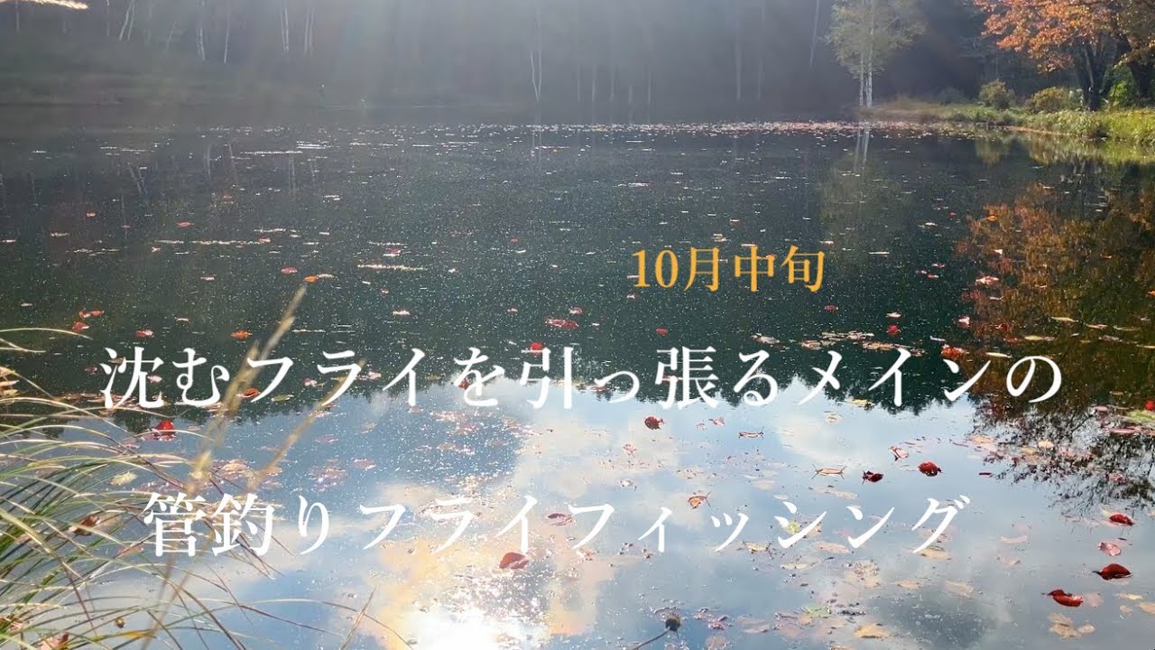 今週は沈むフライを引っ張ってきました〜 #フライフィッシング #管釣りフライ #flyfishing