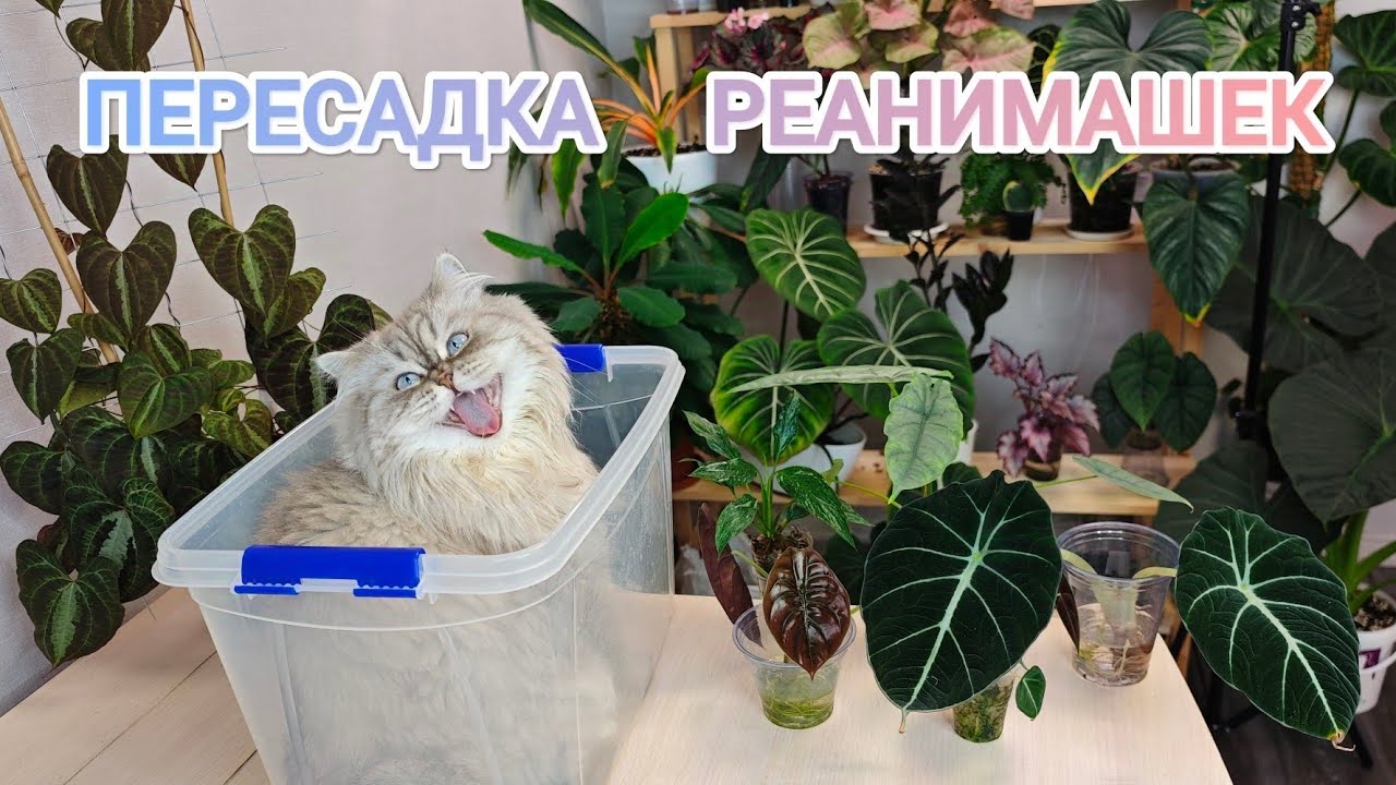 ВСЕХ В КОКОС🙏 КАК АЛОКАЗИИ НАРАСТИЛИ КОРНИ В ВОДЕ И ГРУНТЕ? 🤔 НЕОЖИДАННАЯ НАХОДКА У ХЕТЕРОФИЛЫ😳