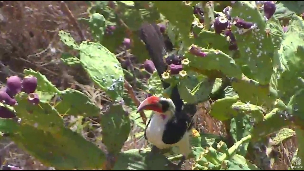 Von der Decken's Hornbill at Africa River cam. 04 March 2017