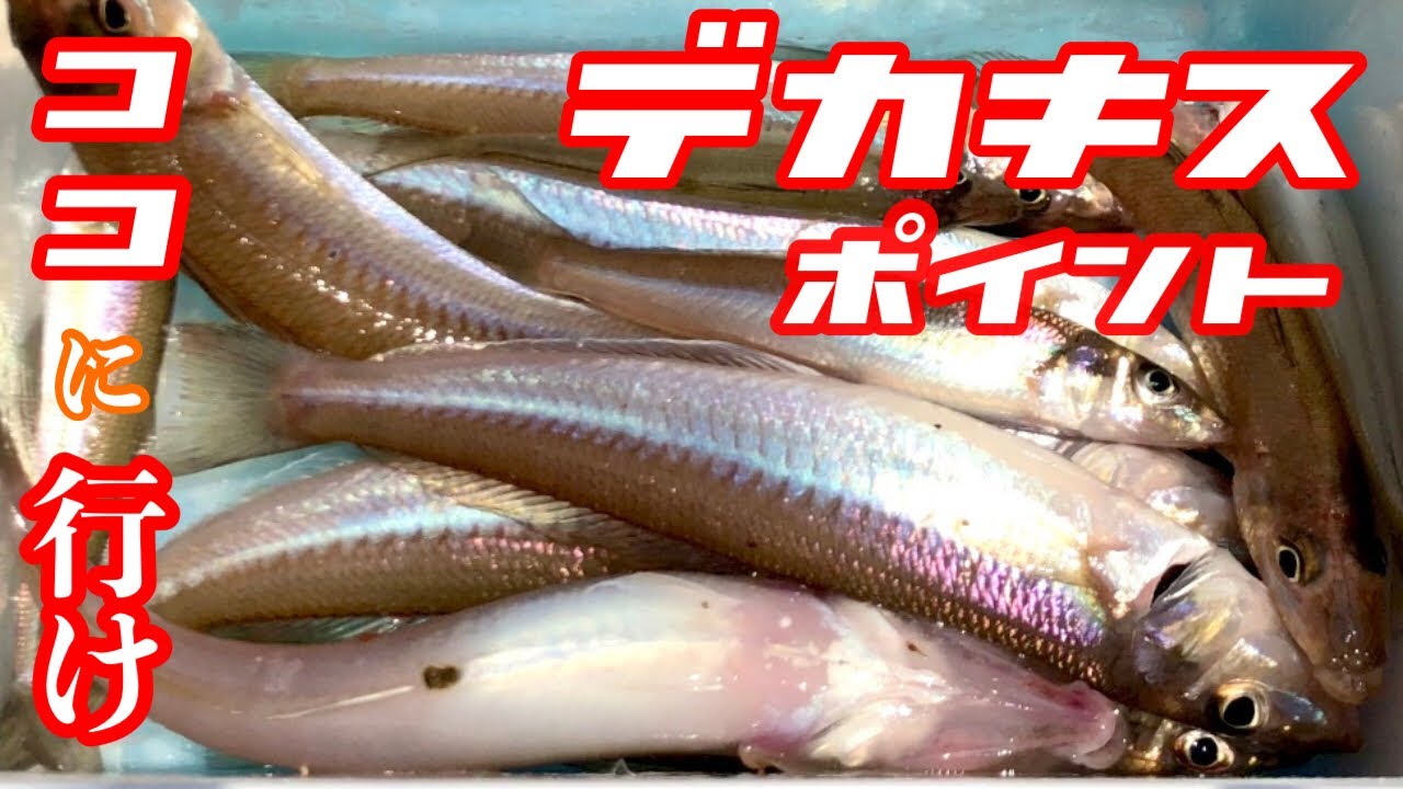 キス釣り開幕！初戦からデカキス連発⁉️遠投キス釣りポイント大公開スペシャル