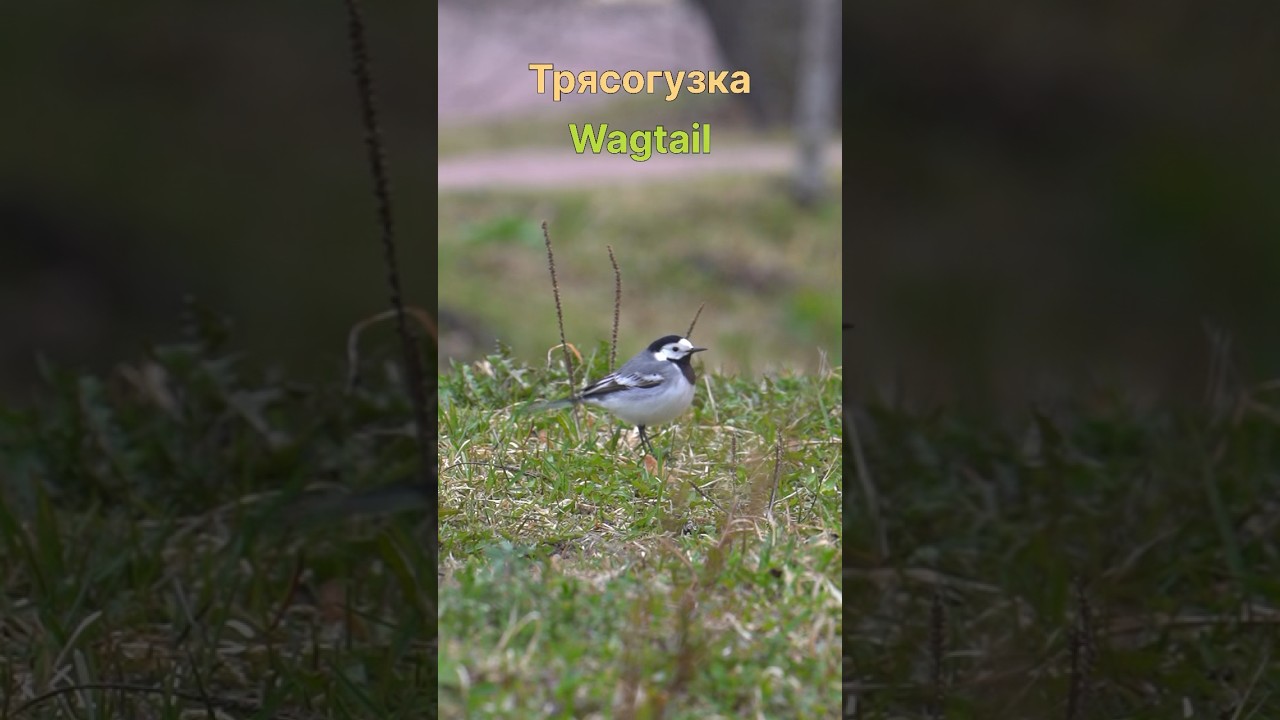 Какие птицы живут в России🐦&zwj;⬛ birds in Russian cities #birds #natureshorts #animalshorts #animals