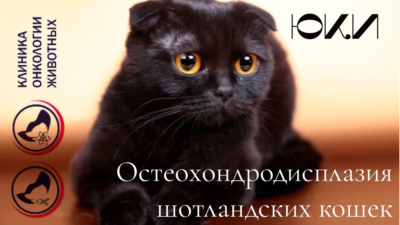 Костнохрящевая остеохондродисплазия шотландских кошек