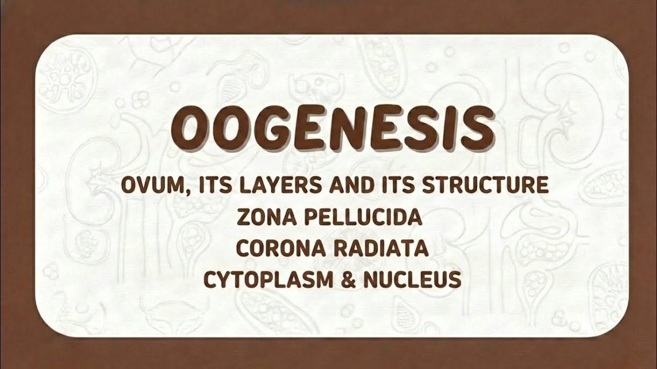 Oogenesis ovum and the structures 👶🏻