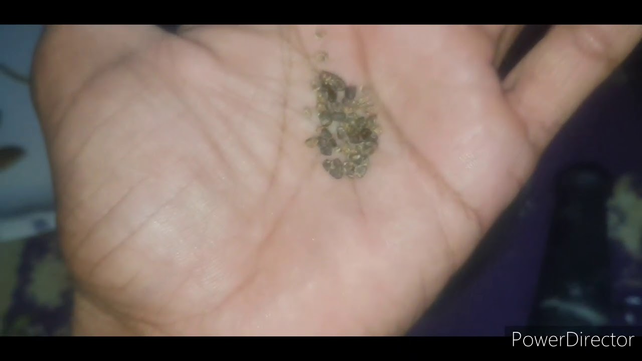 kisia ka lay kail pani lambi jania ka