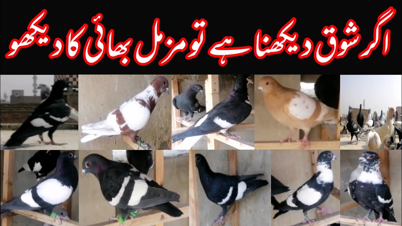 Fancy Pigeon | Fighter Dilliwal | Kalay Ganday Daar | Kach Paray Kabootar | Shirazi | Chap | Sherazi
