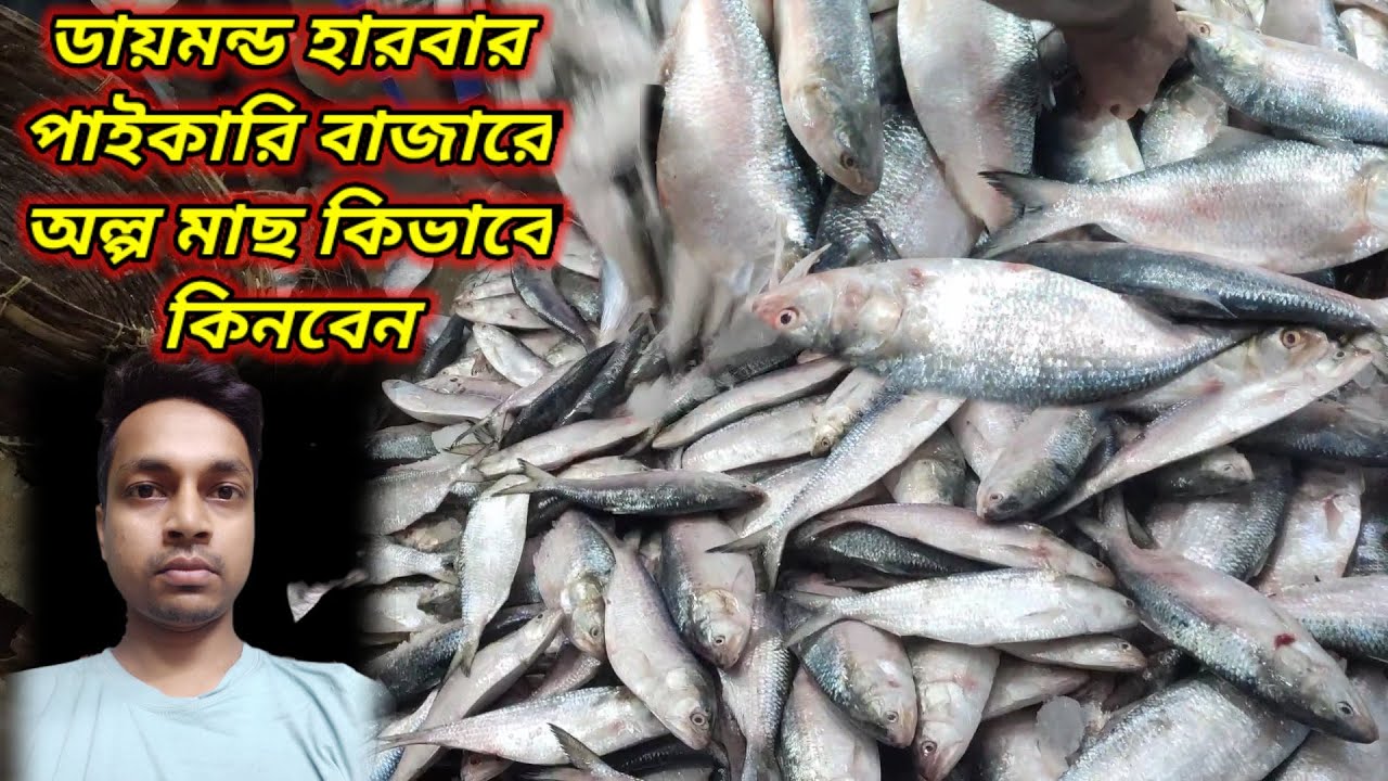 ডায়মন্ড হারবার পাইকারি বাজার থেকে অল্প মাছ কি ভাবে কিনতে পারবেন । ডায়মন্ড হারবার ইলিশ মাছ । hillsh