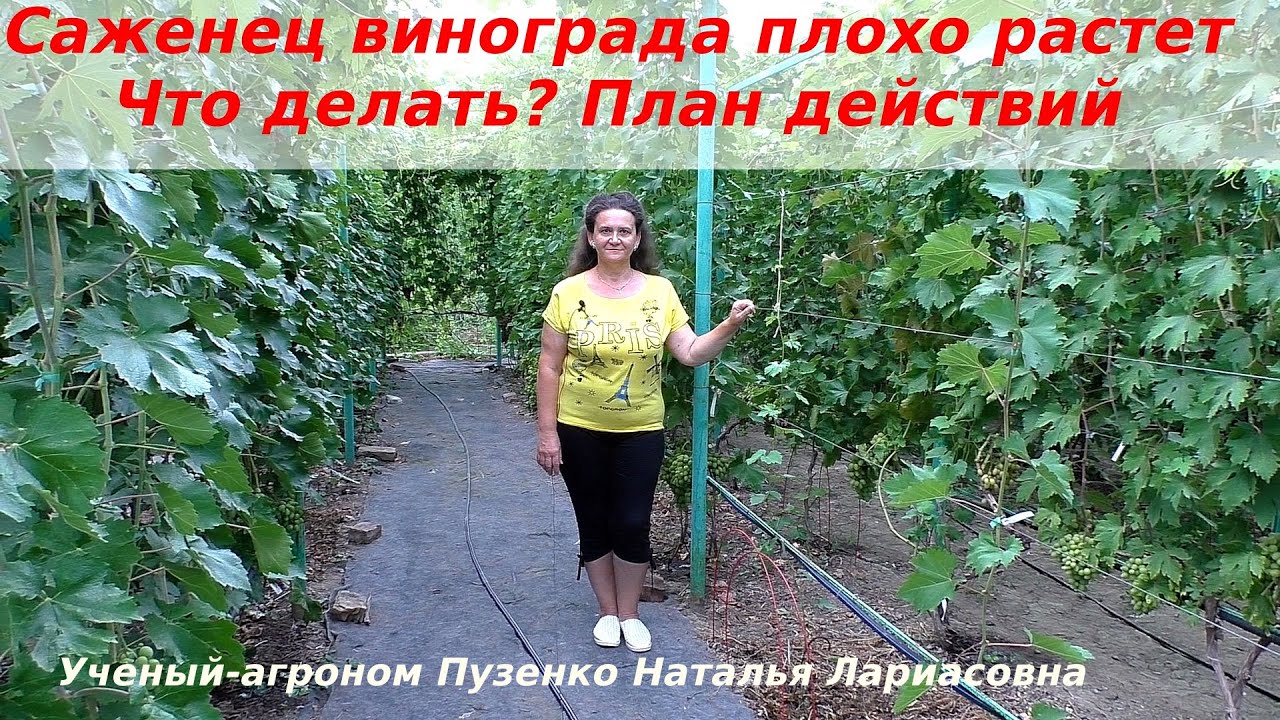 Саженец винограда плохо растет. Что делать? План действий (Пузенко Наталья Лариасовна)