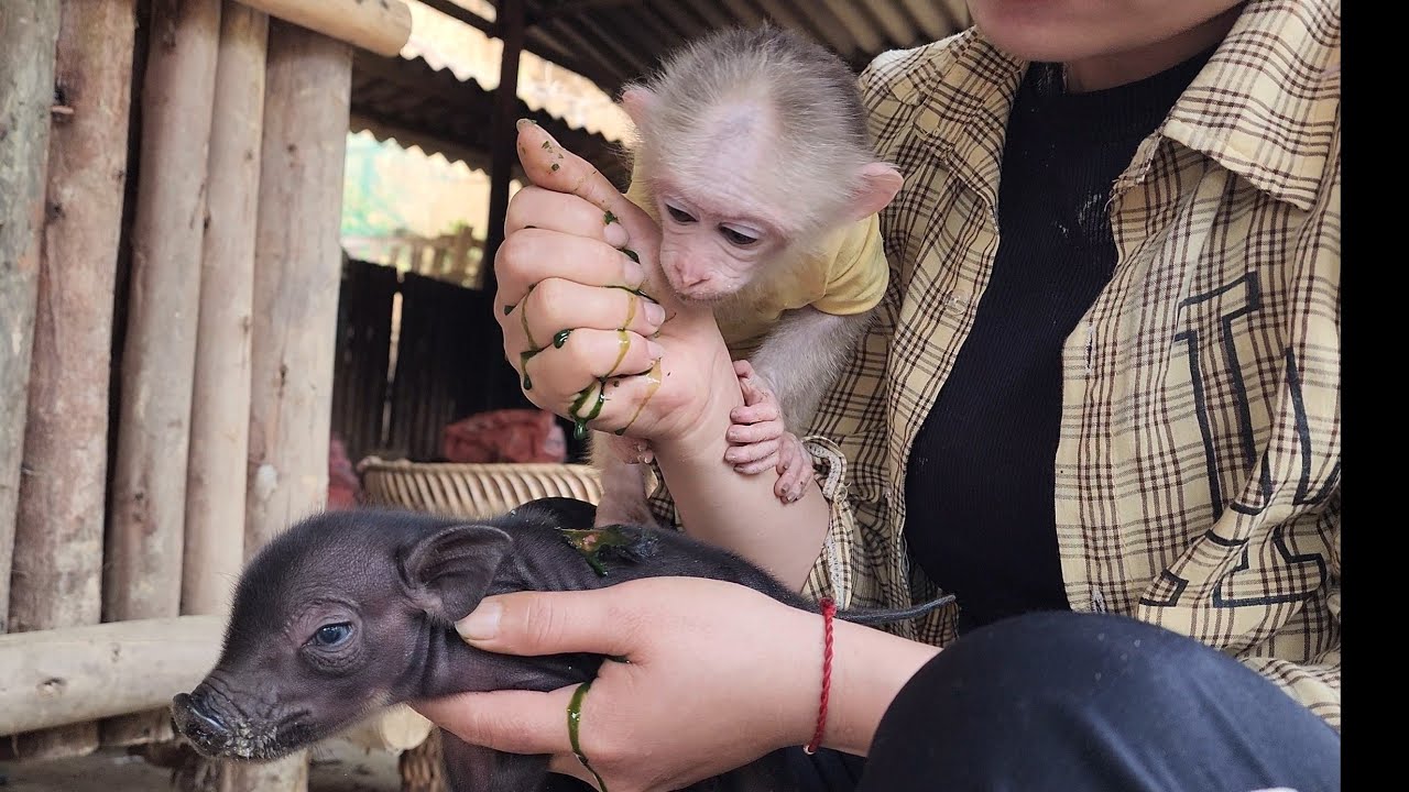 Бубу и Ван заботятся о тяжелораненом поросенке.