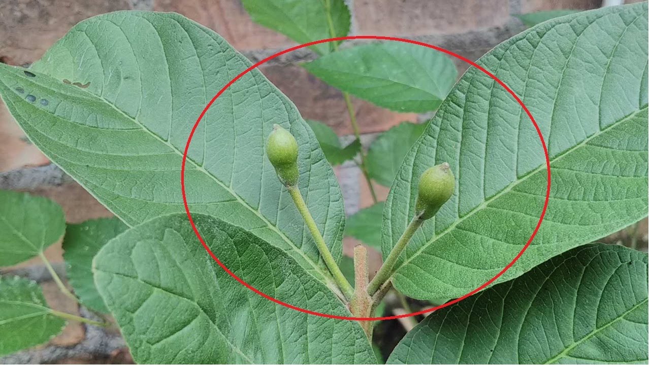 PASTI BERHASIL!! CARA EFEKTIF MEMBUNGAKAN DAN MEMBUAHKAN TABULAMPOT JAMBU KRISTAL