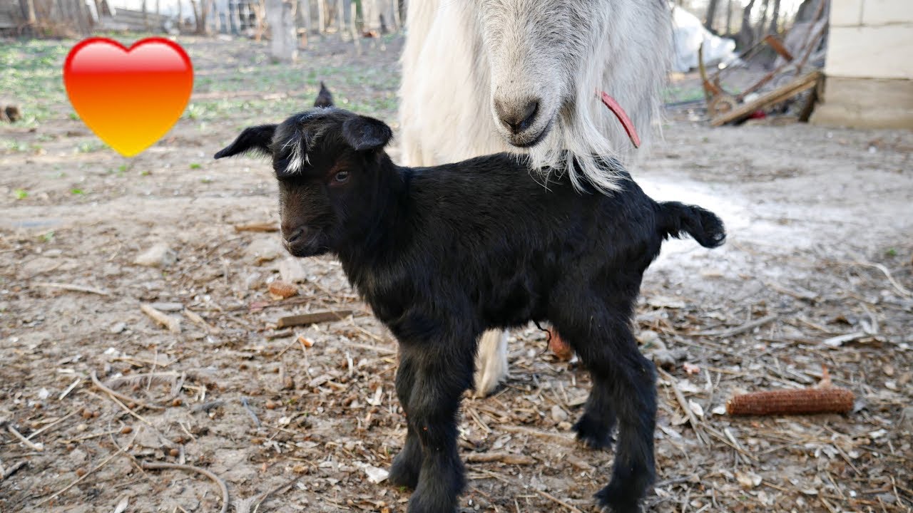 NOUL MEMBRU AL FAMILIEI - A NĂSCUT ȚÂCA !