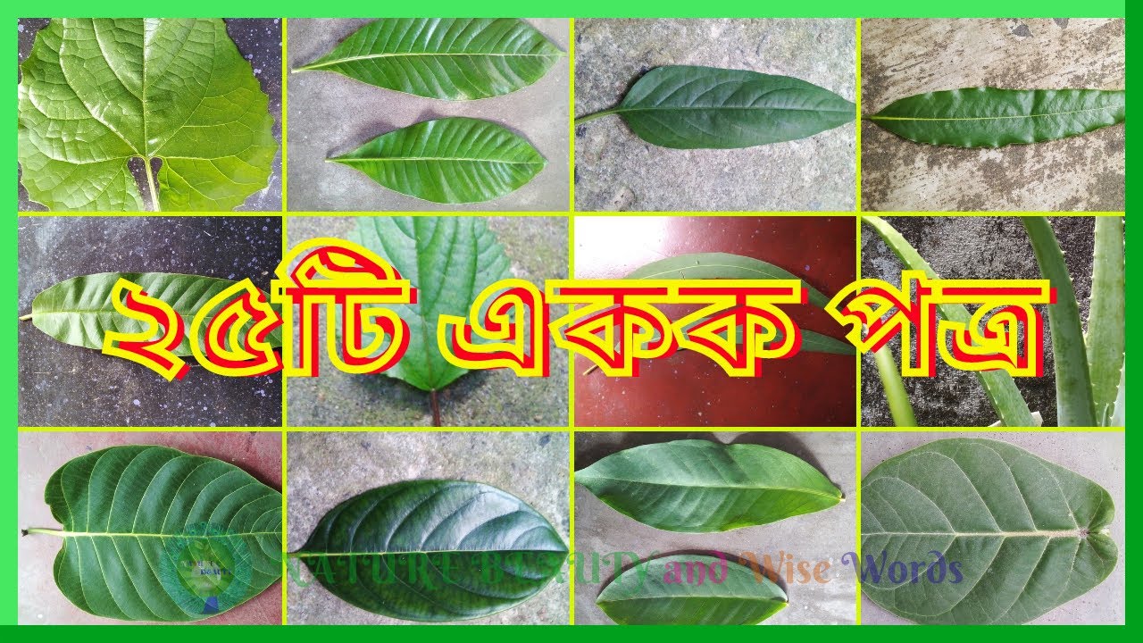 ২৫টি একক পত্রের নাম ও ছবি - Simple Leaf Name with picture - Nature Beauty and Wise Words