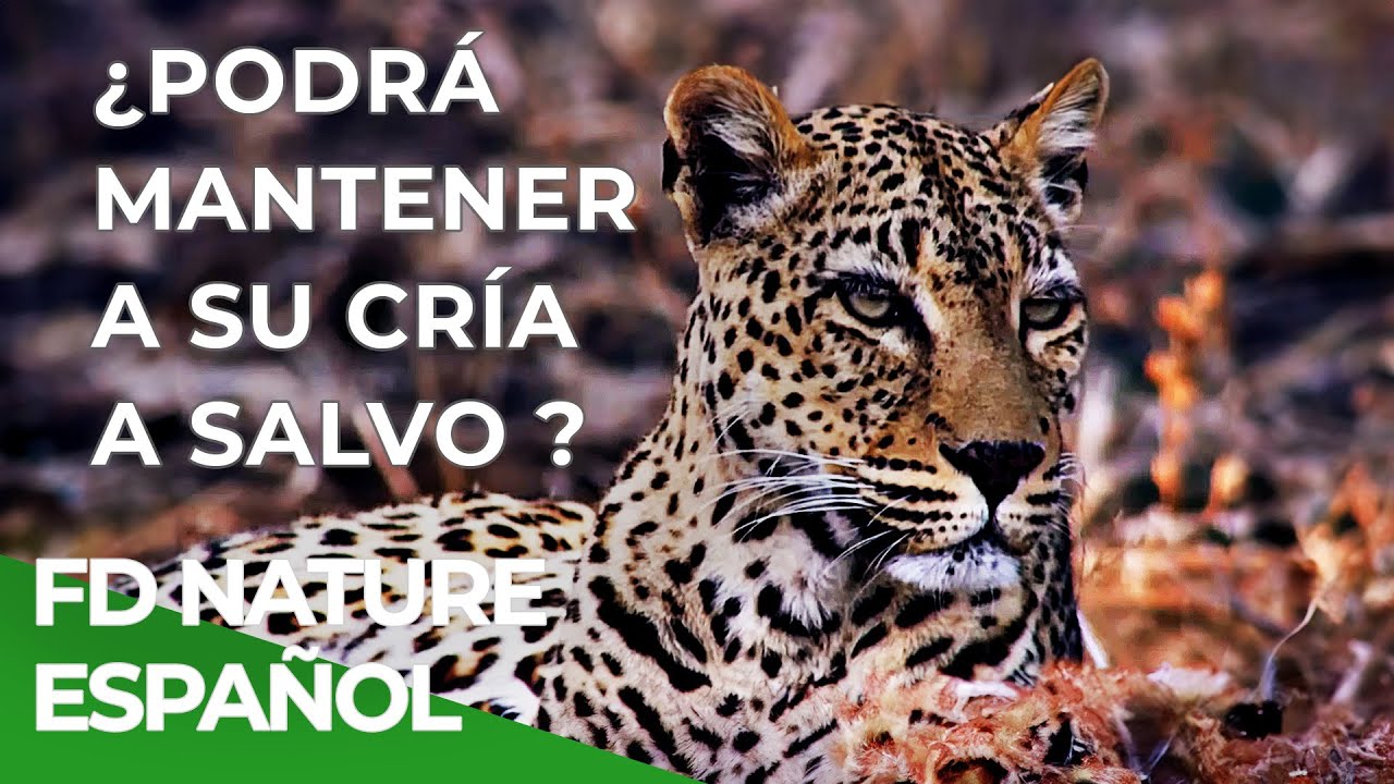 Malika, La Cazadora Leopardo | Free Documentary Nature - Español