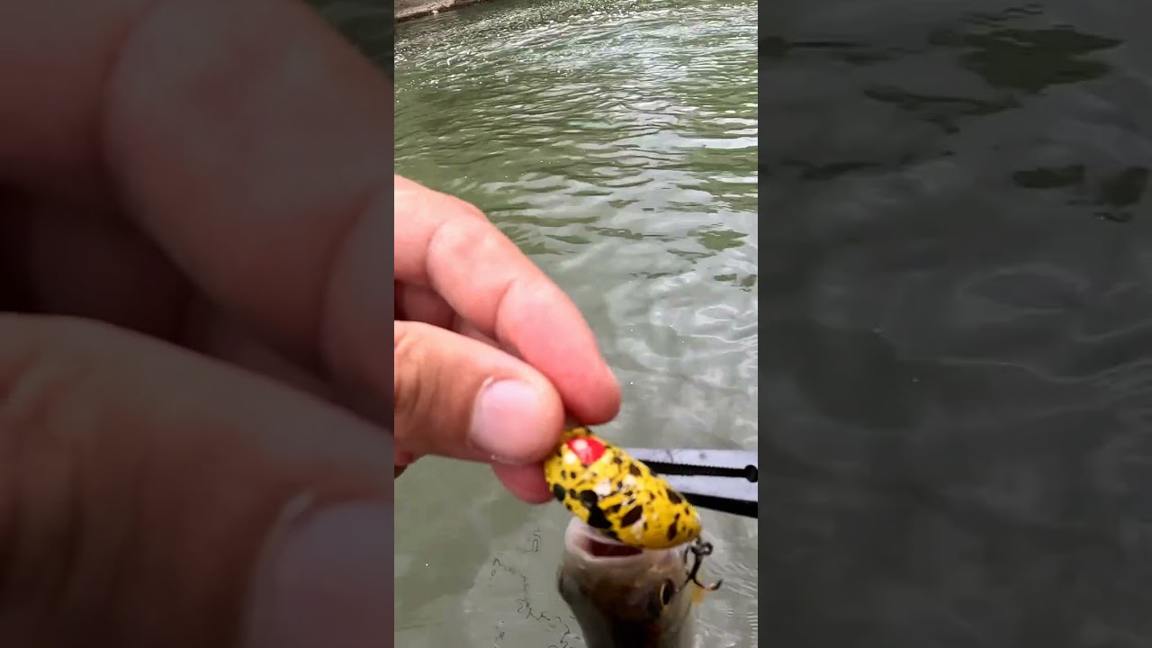 ☀️🎣 Catch & Release - pescuit la clean 🎣🐟