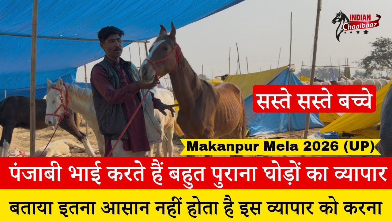 पंजाबी भाई करते हैं बहुत पुराना सस्ते सस्ते घोड़ों के बच्चे का व्यापार Makanpur Mela 2026 (UP)