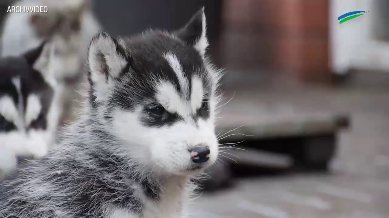 Verrückt nach Huskys: 45 Schlittenhunde leben bei Familie Heil in Surwold