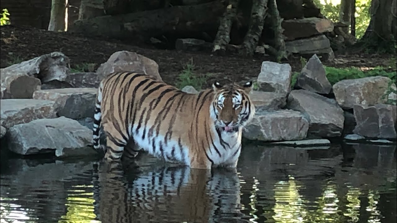 Pairi Daiza - Tiger House - White Bear House - he Land of The Cold