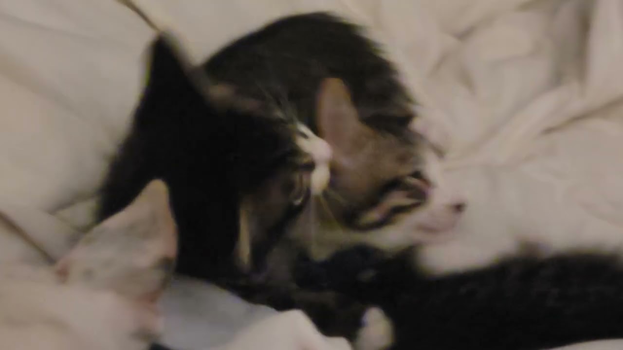 dang ol kittens