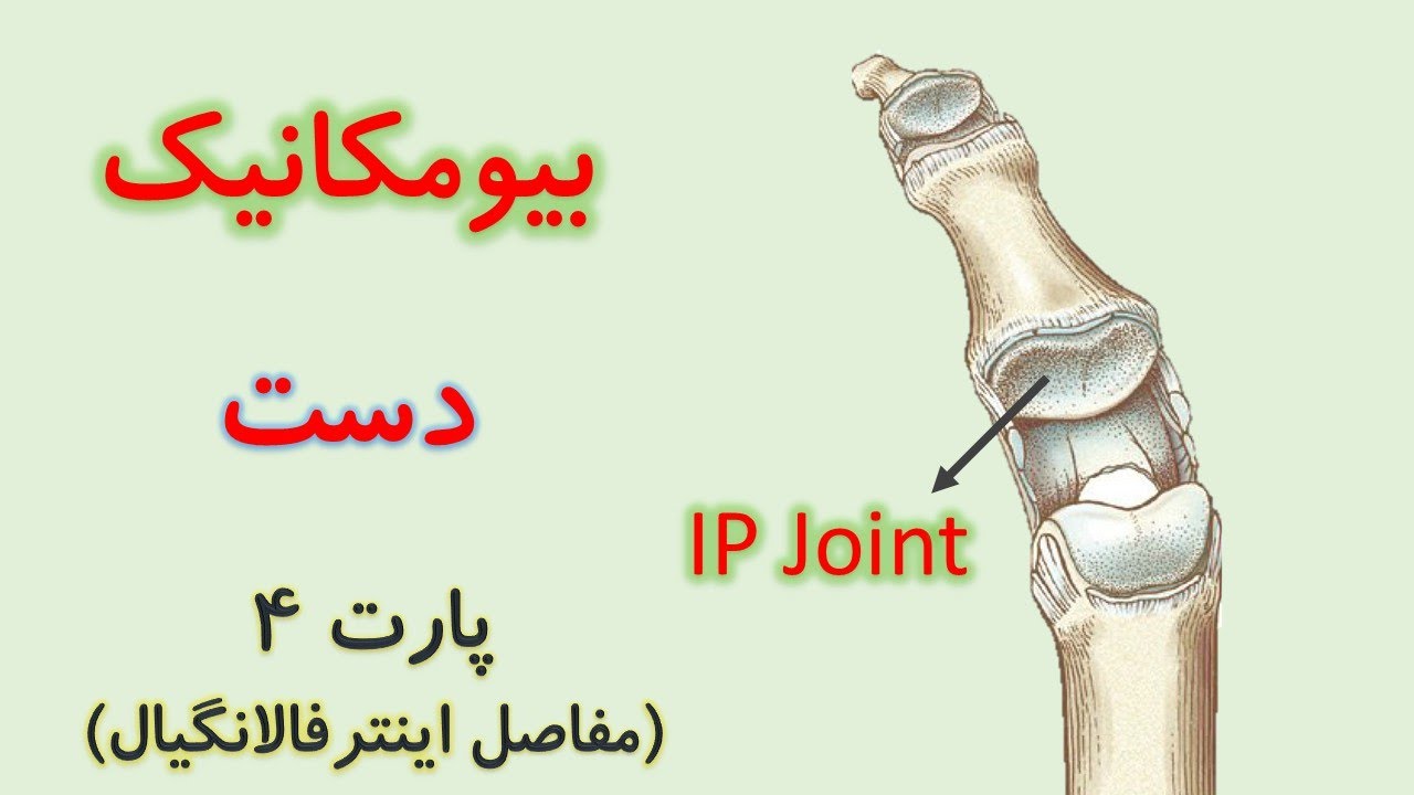 مفاصل اینترفالانگیال (بیومکانیک دست) از کینزیولوژی نیومن