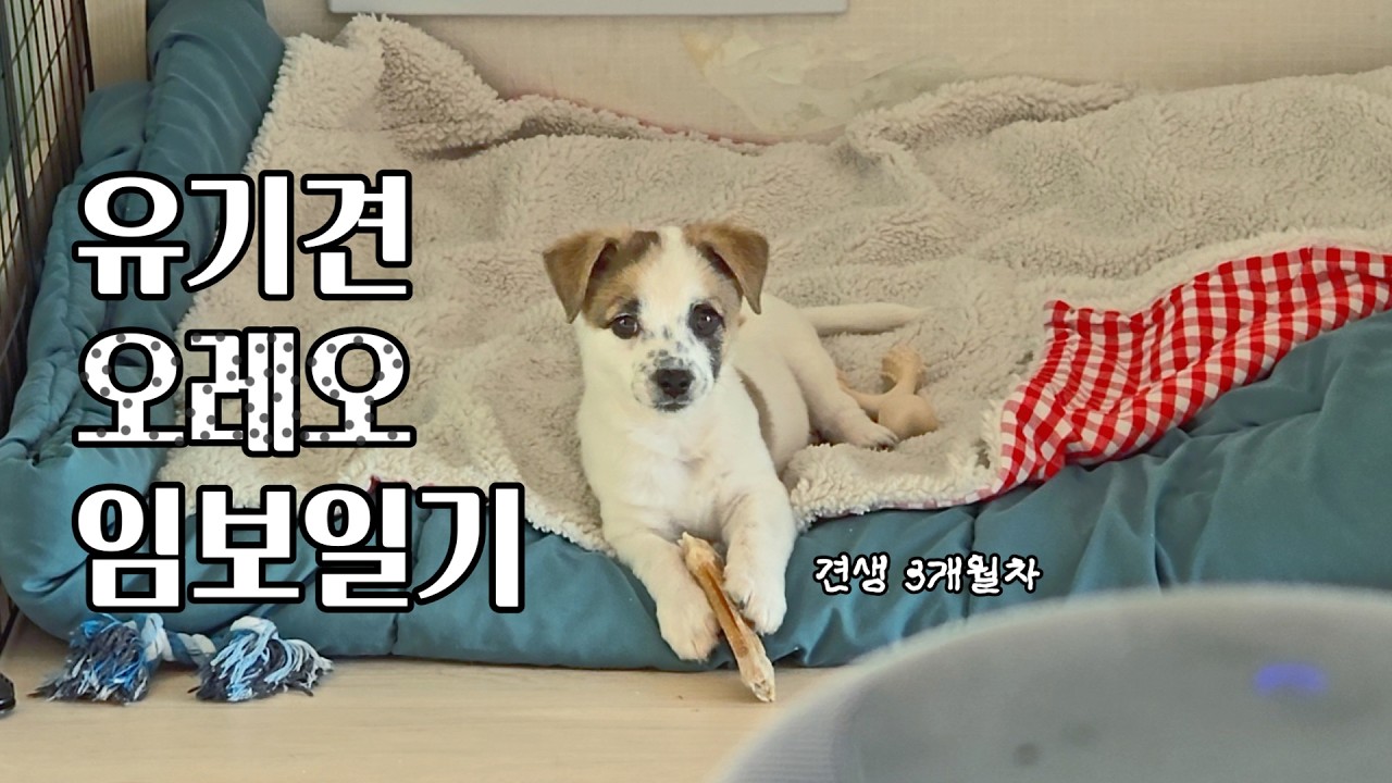 오레오임보일기#4ㅣ태어나 처음 경험하는 것들,ㅣ1인가구 임시보호 #유기견임보