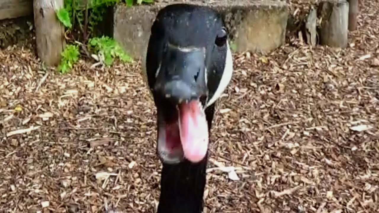Goslings LEARNING BAD HABITS from adult geese