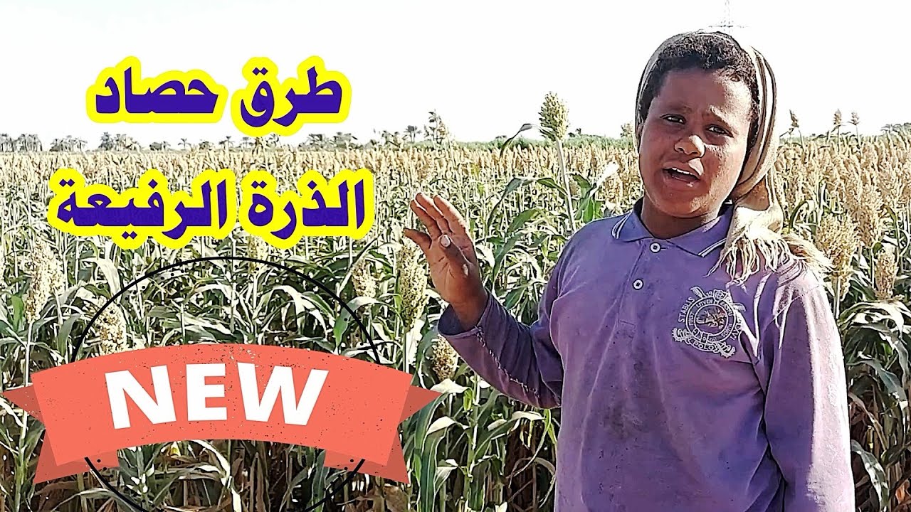 حصاد الذرة الرفيعة عندنا وأفضل الطرق ☝ على اليوتيوب الجزء الثاني