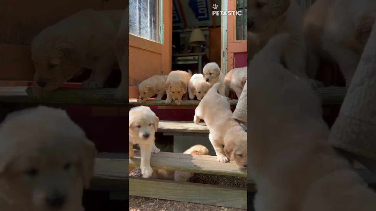 Cute Litter Of Puppies Are Ready To Start The Day  || PETASTIC 🐾