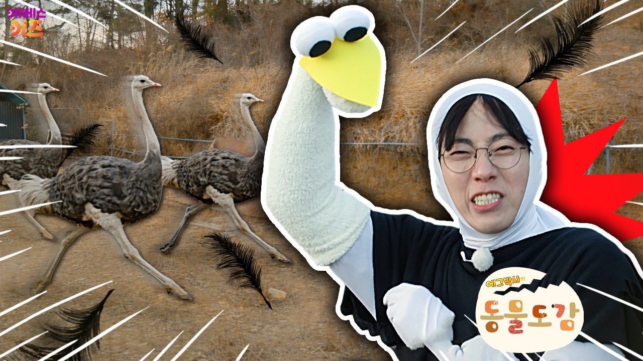 타조 얼마나 빠를까?ㅣ타조와 술래잡기ㅣ에그박사의 동물 도감ㅣKBS 260310방송