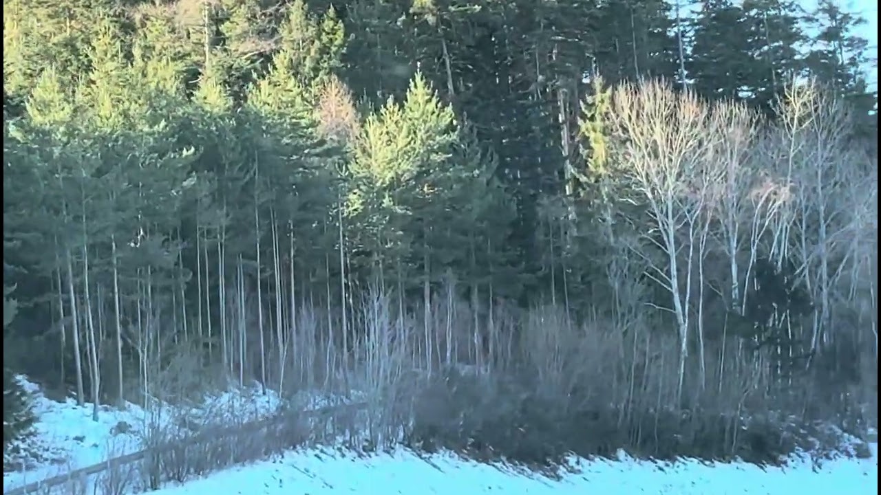 A drive through Austrian highway | #austria #europeantravel #subscribe #autobahn #nature #alps 