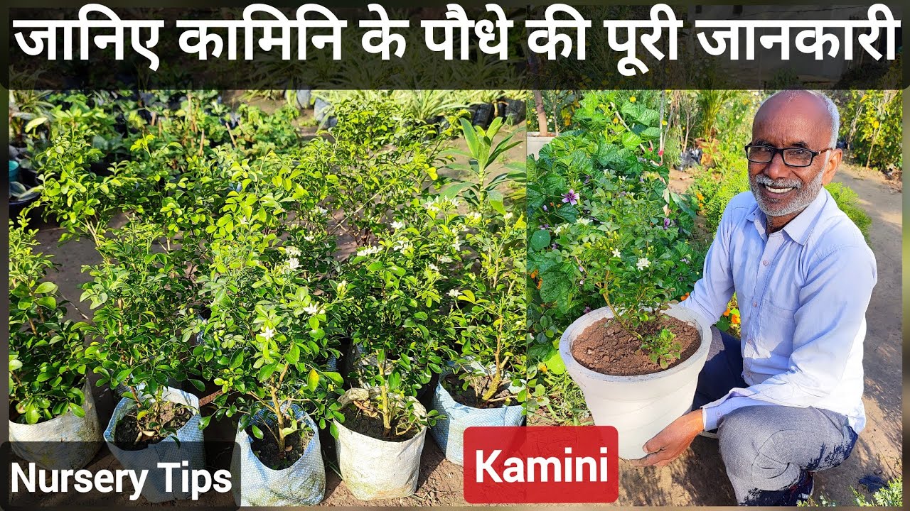जानिये कैसे करें कामिनि या मुरैया के पौधे की रिपोर्टिंग और कटींग | Summer special | Nursery Tips