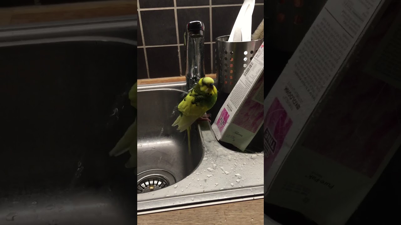 Undulaten Elvis tar en dusj.