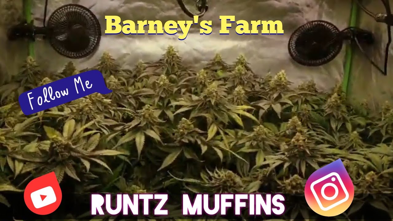 Runtz muffins Ep10 💢 Beautiful Buds 💢 ( Days 47 flower 🌼) Live Instagram coming soon.
