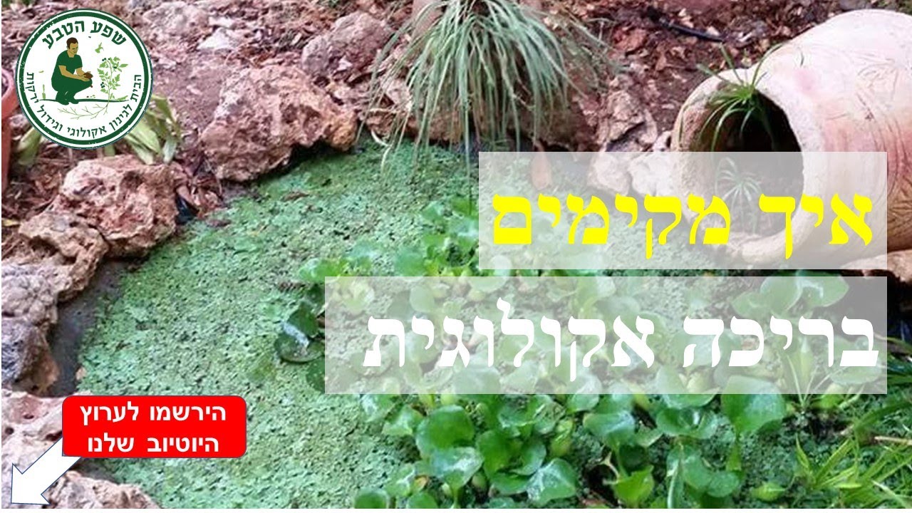 איך מקימים בריכה אקולוגית