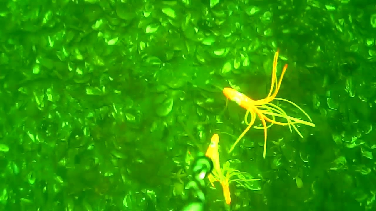 Skrubbe (Platichthys flesus) i Storeb&aelig;lt - Kors&oslash;r Havn