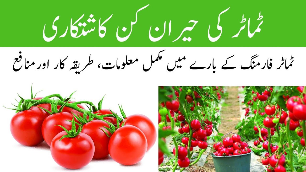 Tomato farming in Pakistan | Tamater ki kasht| Naqvi vlogs |