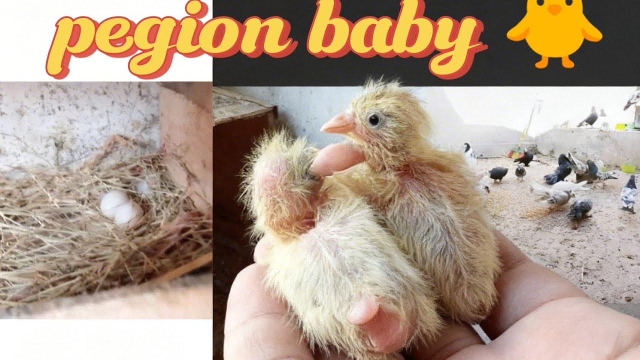 Pegion baby 🐥#vlog # kobotron k bachy agy # baby pegion # kobotron ki breeding start # breading ses