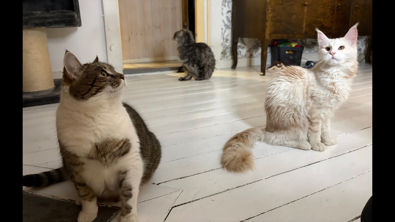 Live: Wille and The cats