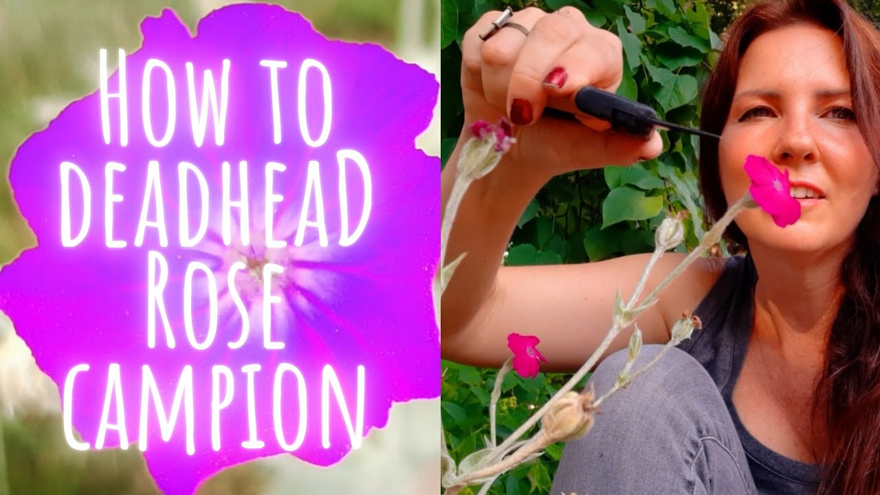 How to Deadhead Rose Campion Easily ✂️🥀💀 Video Tutorial • Growing Home Gardening