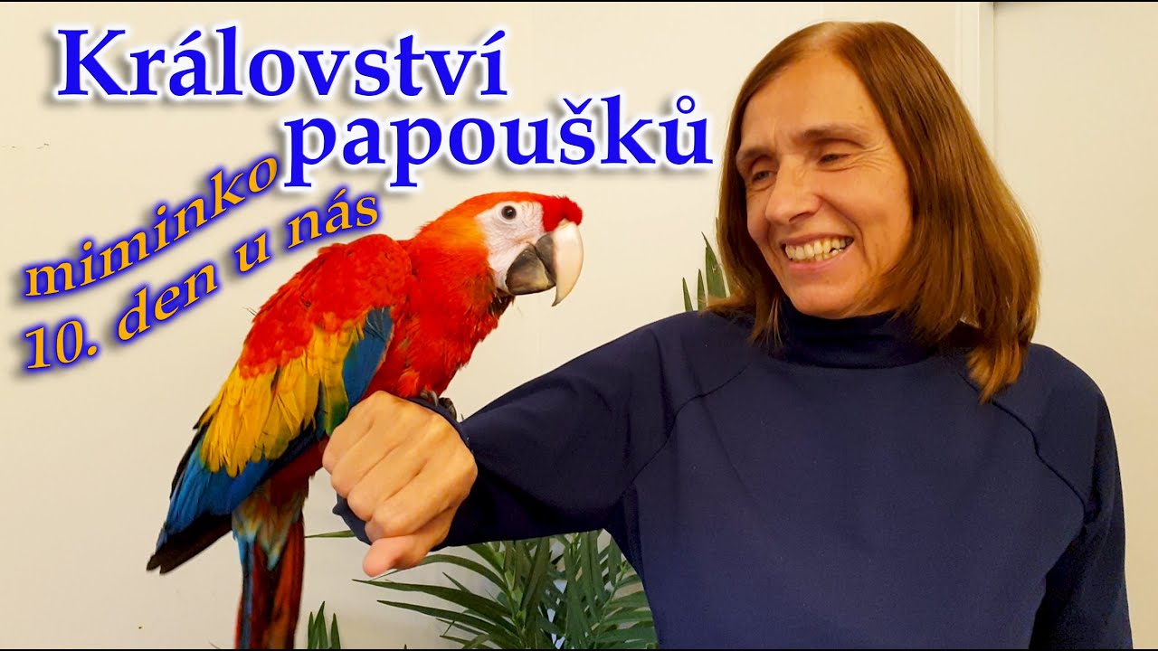 535 - Miminko ara arakanga Marek - 10. den u n&aacute;s