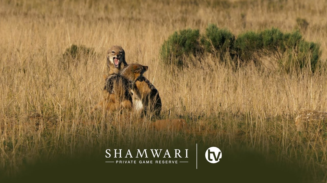 SHAMWARI TV: INCREDIBLE SIGHTINGS - FROM THE FLIGHTLESS DUNG BEETLE TO THE RARE BLACK RHINO