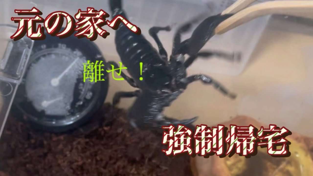 【ダイオウサソリ】ゲージ掃除完了！ 竹製ピンセット使ってみた‼️ Emperor Scorpion maintenance 🦂
