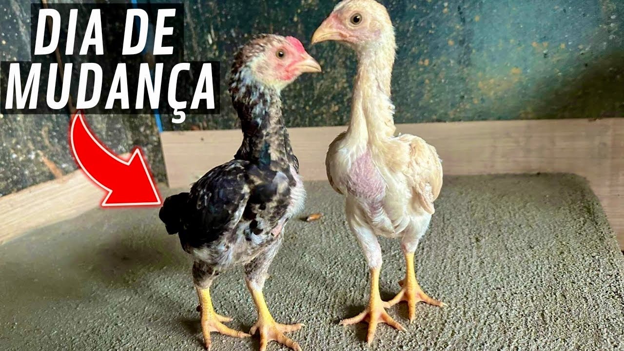 Como Aumentar a imunidade de Pintinho | Agora a Cisne vai BOTAR  | Limpado lago | Aves Recriar